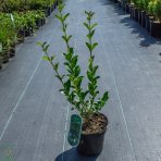 Vtáčí zob vajcolistý (Ligustrum Ovalifolium) - výška 20-30 cm, kont. P9